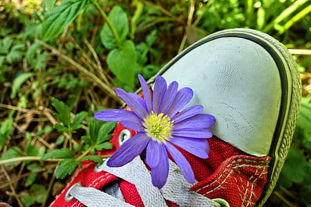 purple flower on red sneakers thumbnail