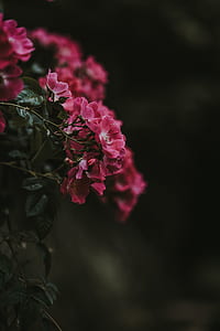 selective focus photography of pink roses in bloom thumbnail
