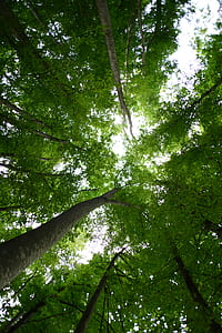 green leafed trees during daytime thumbnail