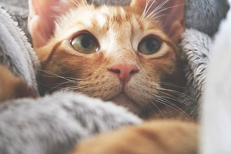 Orange Kitten thumbnail