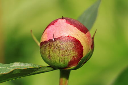 selective focus photography of round red plant thumbnail