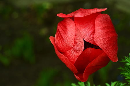 red anemone flower in close-up photography thumbnail