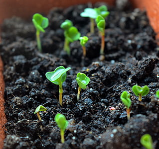 green leafed plant on soil thumbnail