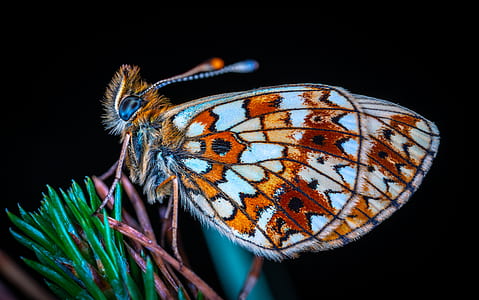 macro photography of brown and white butterflu thumbnail