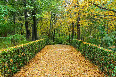 green trees thumbnail