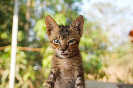 Selective Focus Photography Of Tabby Kitten thumbnail
