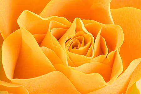 yellow rose in selective focus photography thumbnail