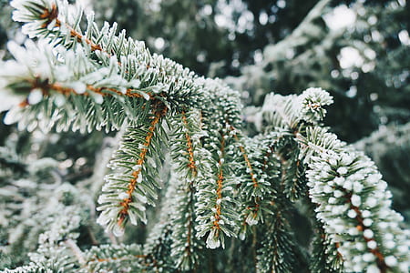 shallow focus photography of green leaf with snow thumbnail
