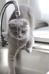 Russian gray cat on gray stainless steel sink thumbnail