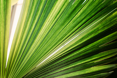 closeup, photo, green leaf, leaf thumbnail