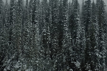 pine trees forest thumbnail