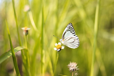 White and Black Butterfly on White Flower thumbnail