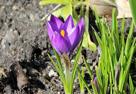 selective focus photo of purple crocus flower in bloom thumbnail