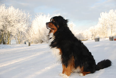 adult white, brown, and black Bernese mountain dog sitting on snow thumbnail