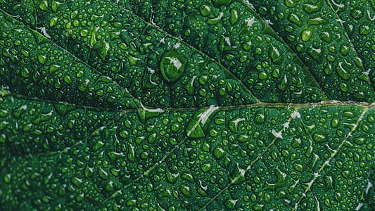 Close-up Photography of Green Leaf With Drops of Water thumbnail