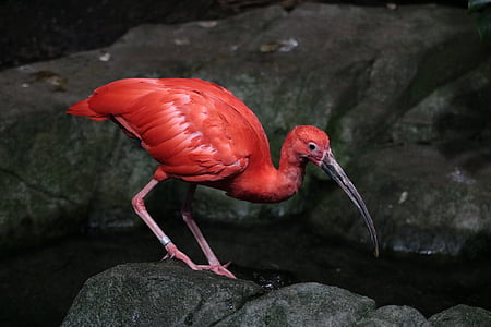 red flamingo on top of rock thumbnail