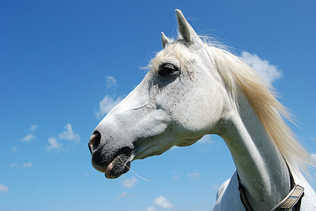 white horse under cloudy blue sky thumbnail