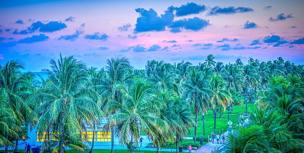 palm trees under cloudy sky thumbnail