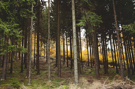forest during daytime thumbnail