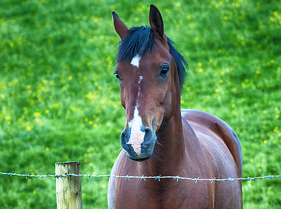shallow focus photography of brown horse thumbnail