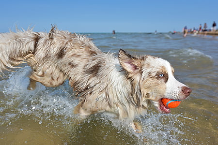 adult red merle border collie running in body of water thumbnail