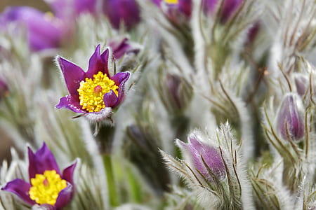 purple and yellow flowers thumbnail