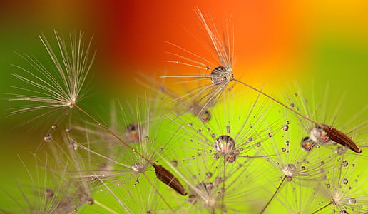 White Dandelions thumbnail