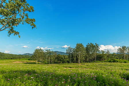 green leafed trees under clear blue sky thumbnail