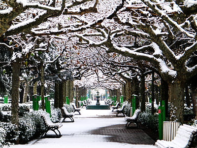 brown trees with snow beside gray steel benches on gray concrete way thumbnail