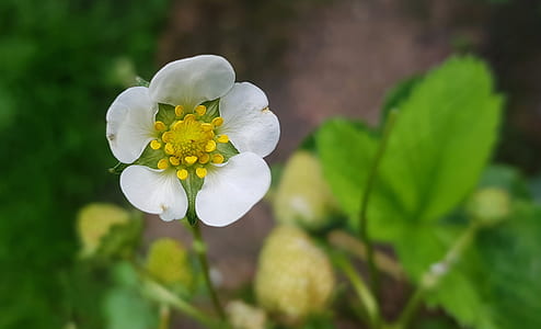 selective focus of white petaled flower thumbnail