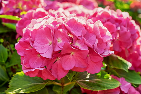 tilt shift lens photography of pink flowers thumbnail