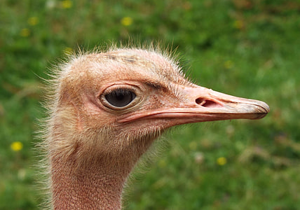 ostrich head thumbnail