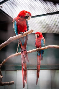two red and blue parrots thumbnail
