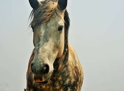 brown horse thumbnail