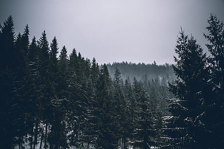 green tree lot thumbnail