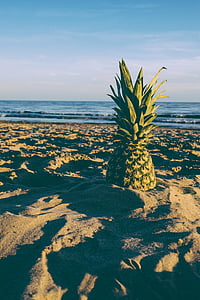 green pineapple on gray sand near sea thumbnail