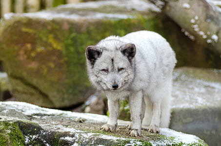 White Wolf thumbnail