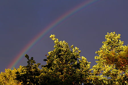 low angle photo of green leaf tree and rainbow during daytime thumbnail