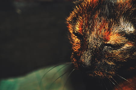 food, light, water, animal thumbnail