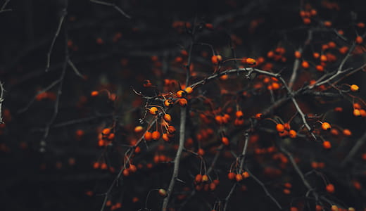 selective-focus photography of red and orange fruits thumbnail