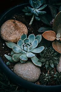 green succulent plant on planter pot with stones thumbnail