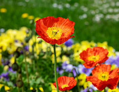 red and yellow Iceland poppy flower in macro lens photography thumbnail