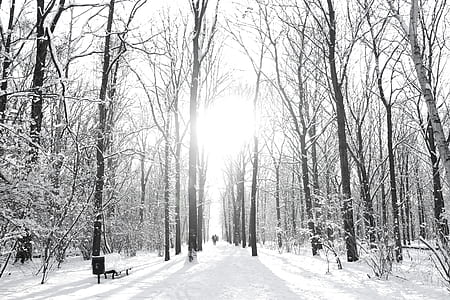 leafless trees covered with snow thumbnail
