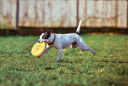 dog biting a yellow flying disc while running thumbnail