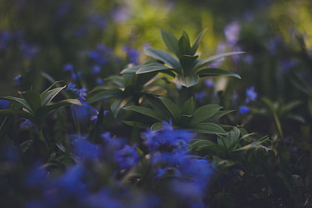 shallow focus of blue flowers thumbnail