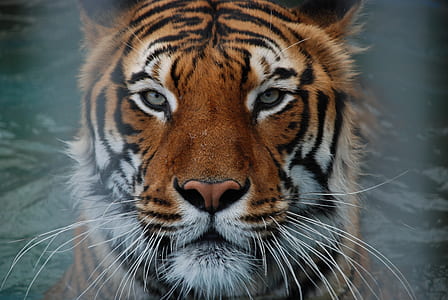 portrait of tiger thumbnail