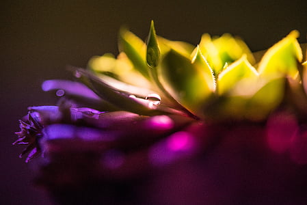 purple and green succulent plant closeup photography thumbnail