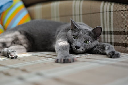 Russian Blue cat lying on floor thumbnail