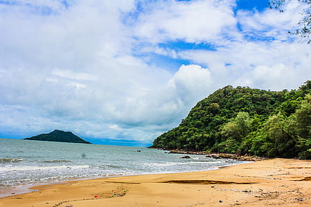 Green Leaf Trees Beside Body of Water thumbnail