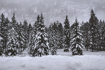 trees coated with snow thumbnail